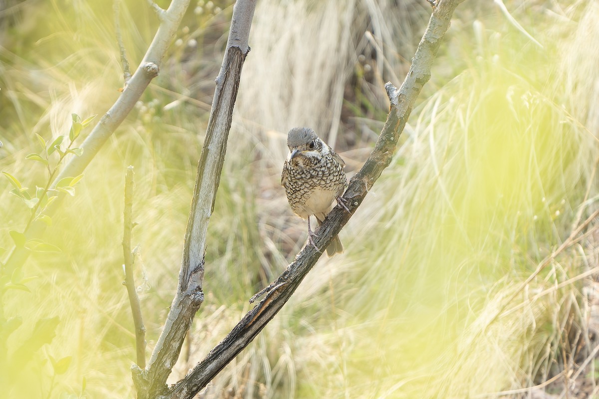 White-throated Rock-Thrush - ML638849368