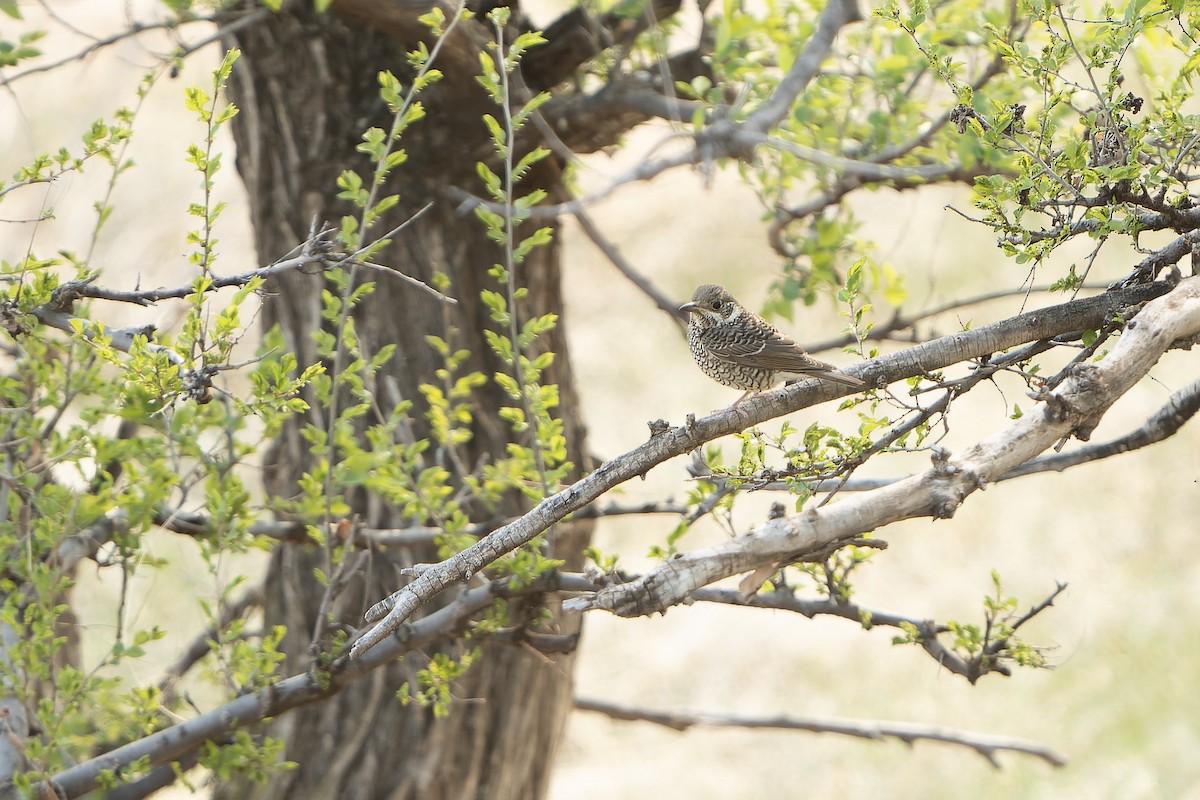 White-throated Rock-Thrush - ML638849369