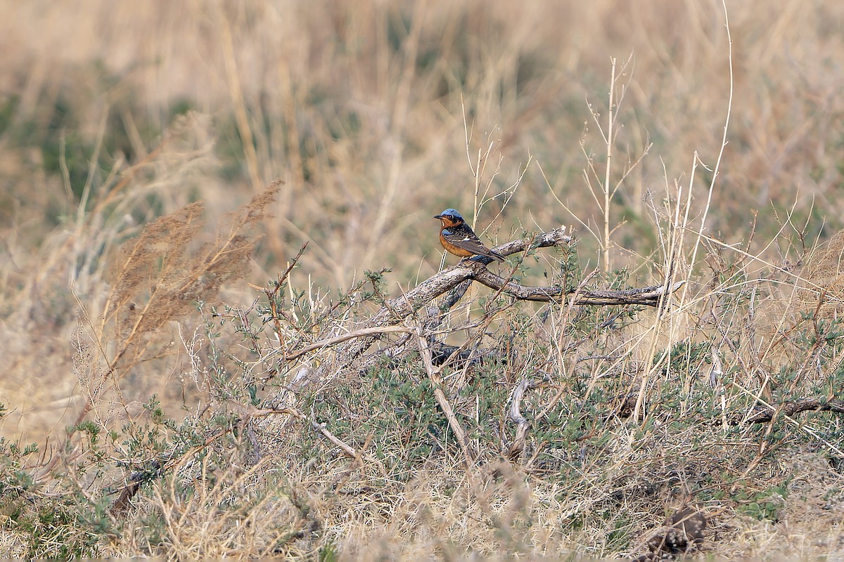 White-throated Rock-Thrush - ML638849370