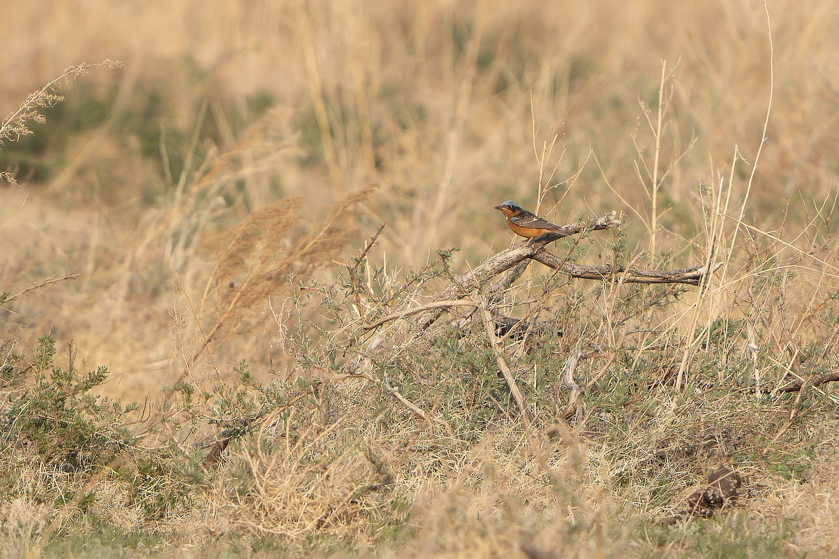 White-throated Rock-Thrush - ML638849371