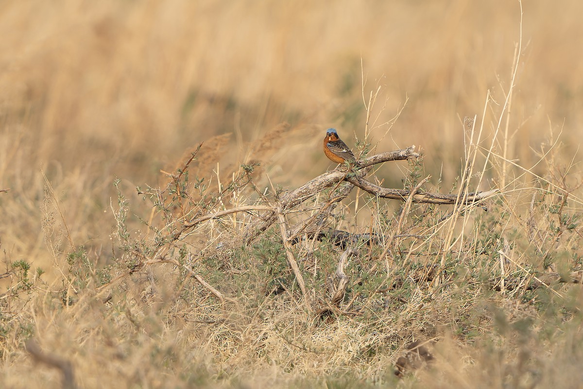 White-throated Rock-Thrush - ML638849372