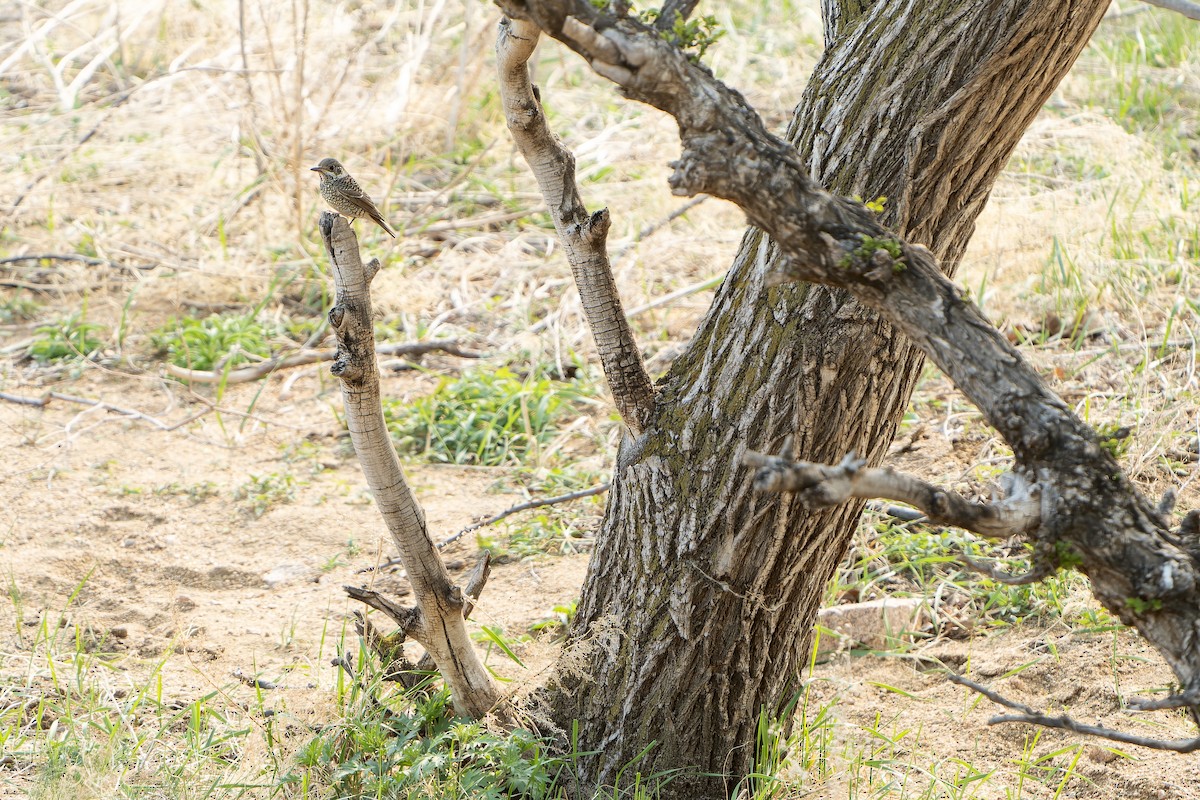 White-throated Rock-Thrush - ML638849375
