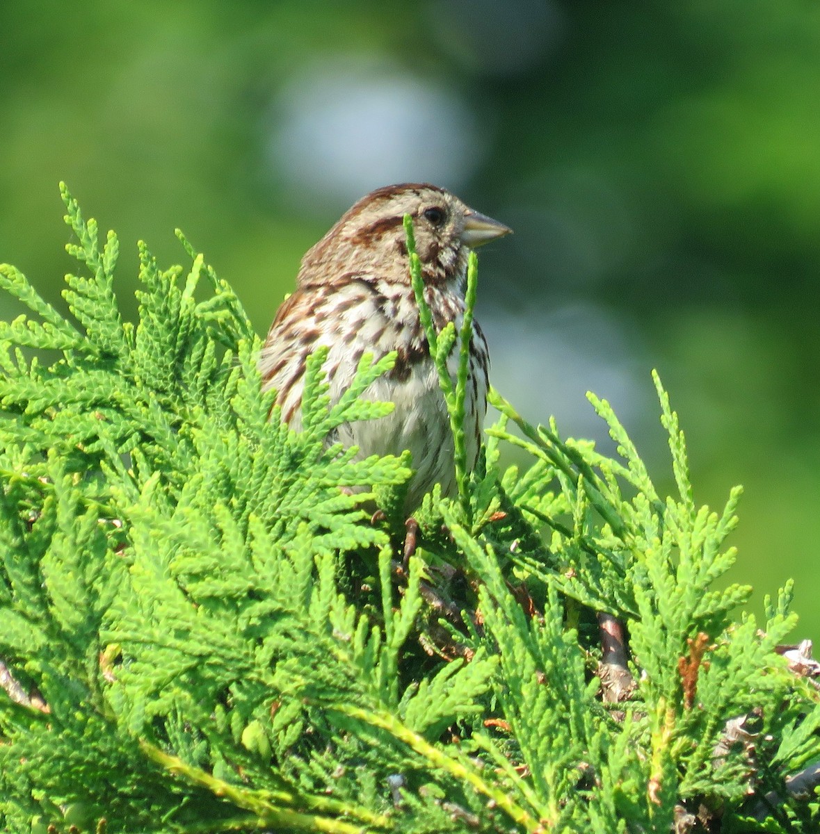 Song Sparrow - ML638849376