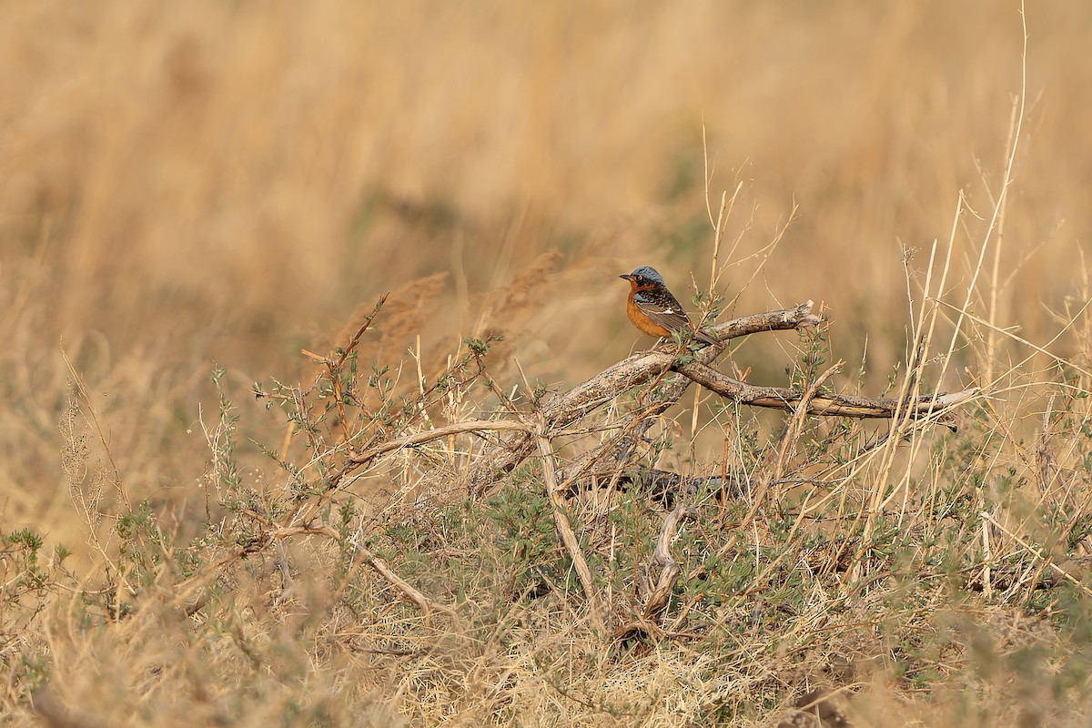 White-throated Rock-Thrush - ML638849377
