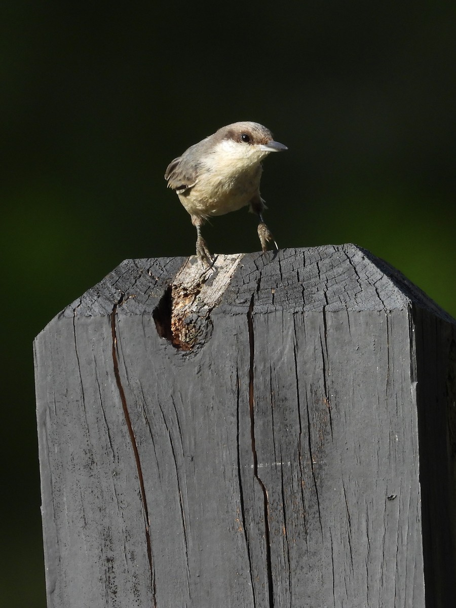 Brown-headed Nuthatch - ML638849389