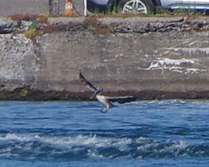 Brown Pelican - ML638849398