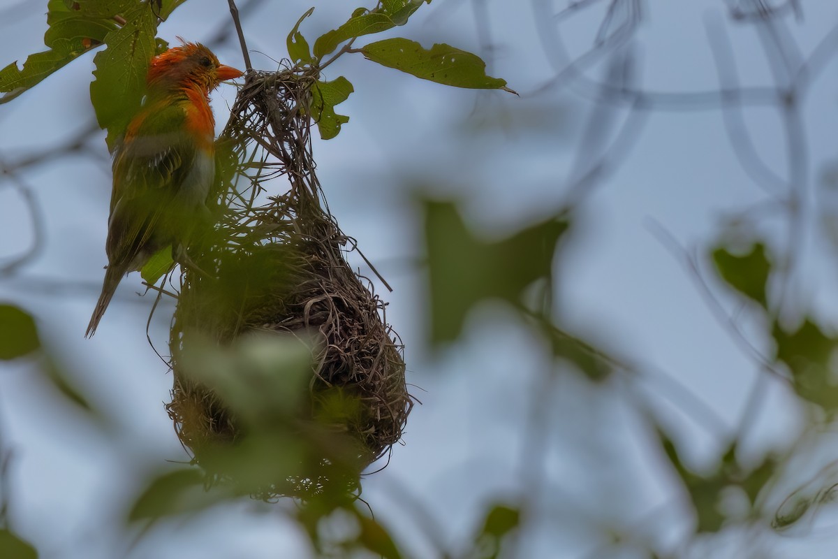 Red-headed Weaver (Southern) - ML638849399