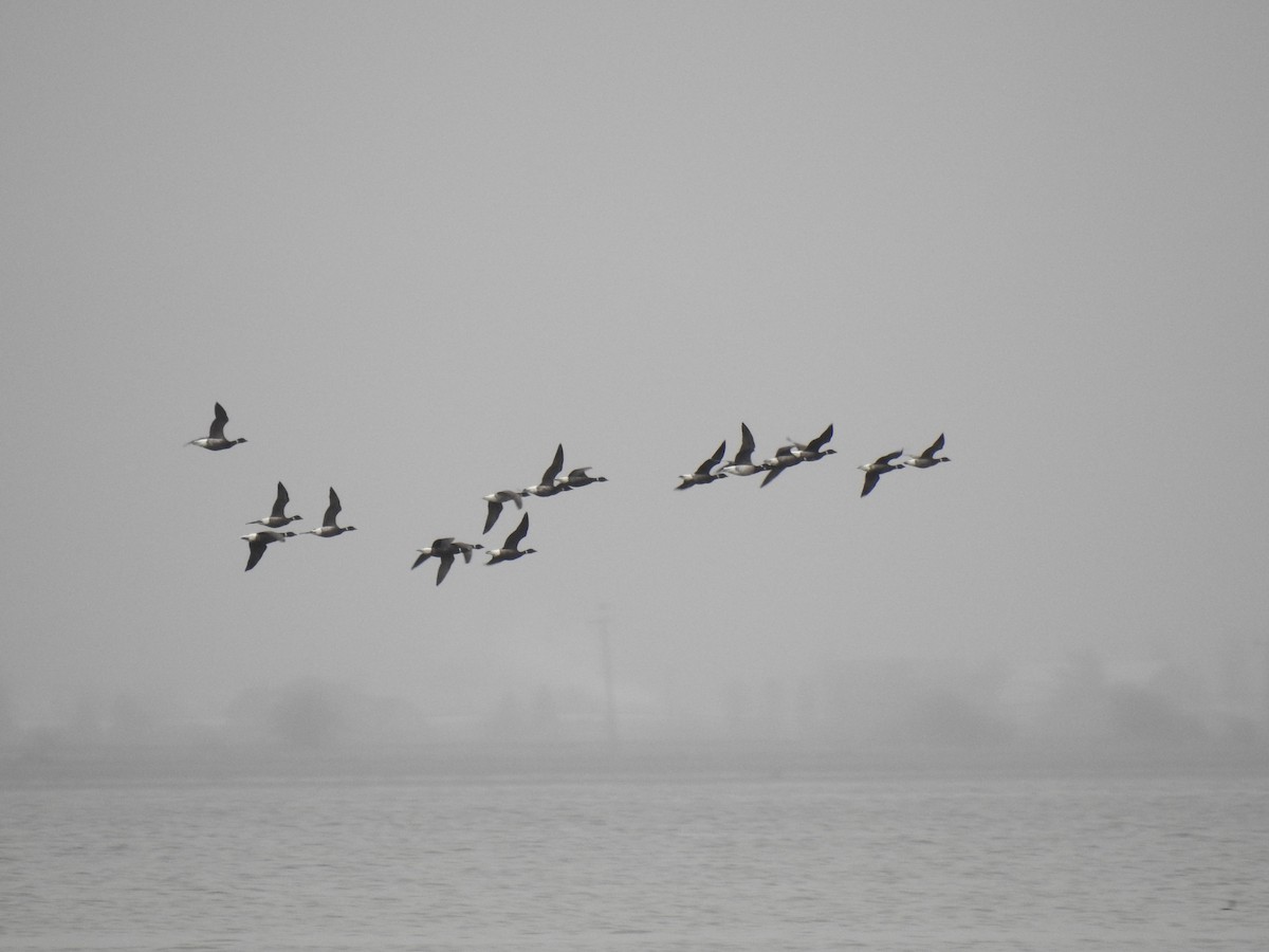 Brant - ML638849408