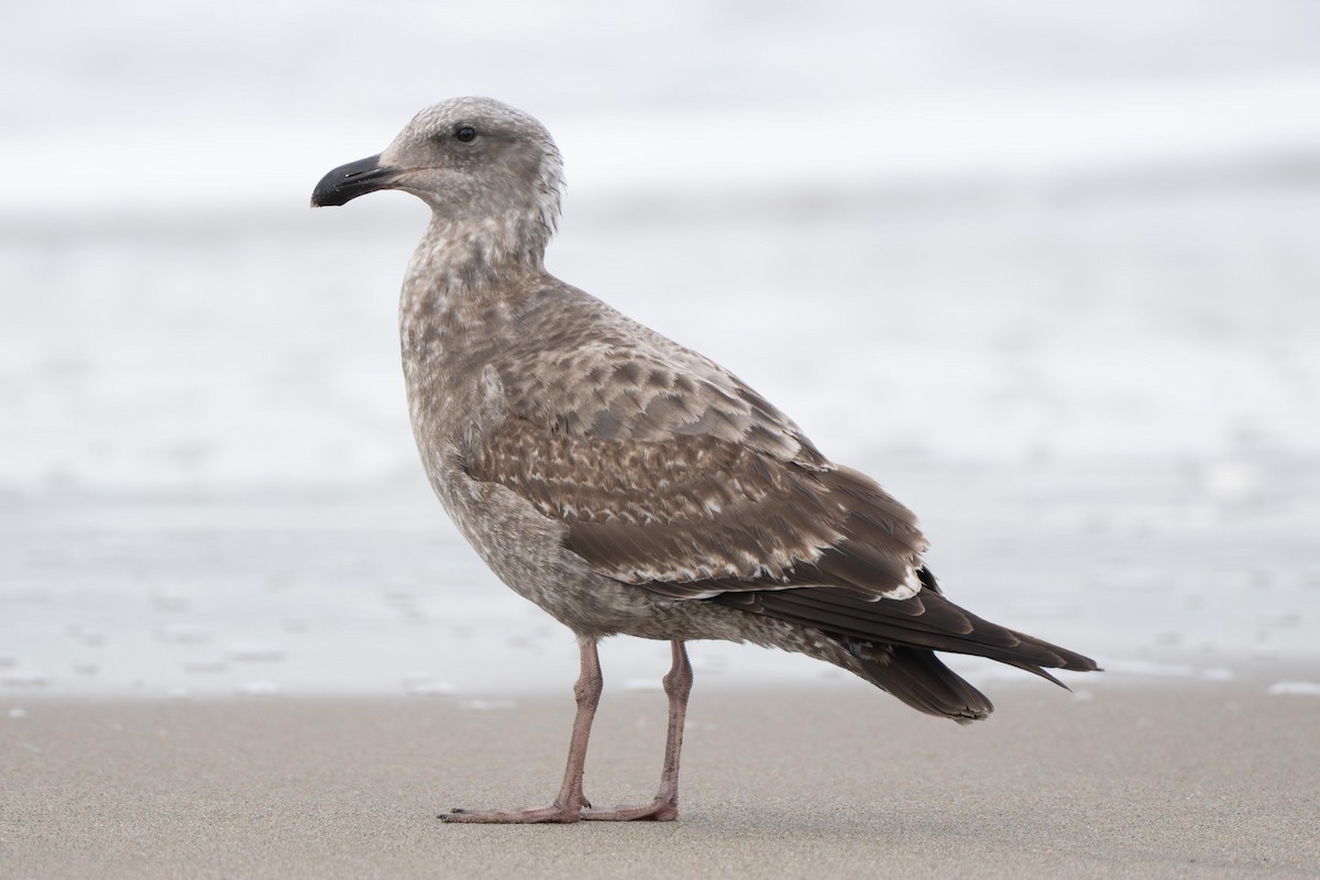Western Gull - ML638849411