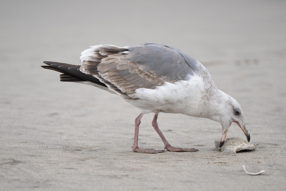 Western Gull - ML638849412