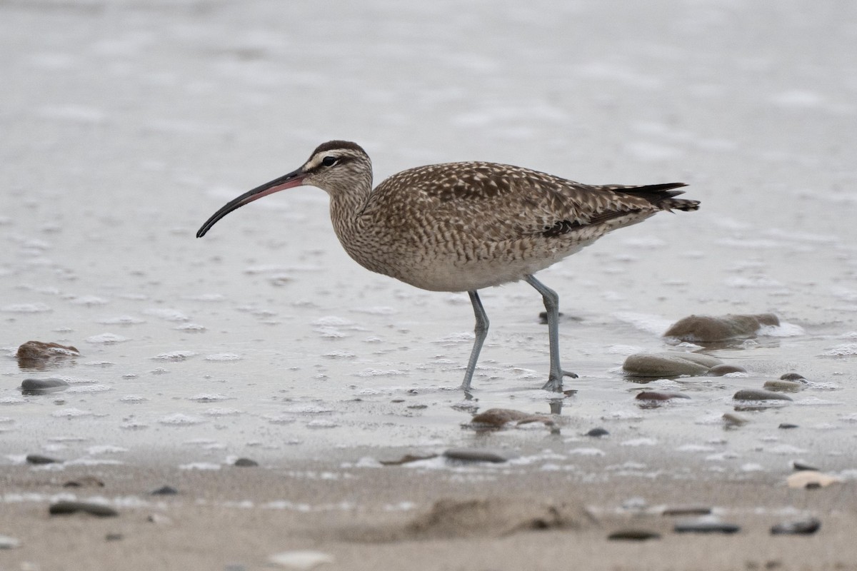 Whimbrel - ML638849425