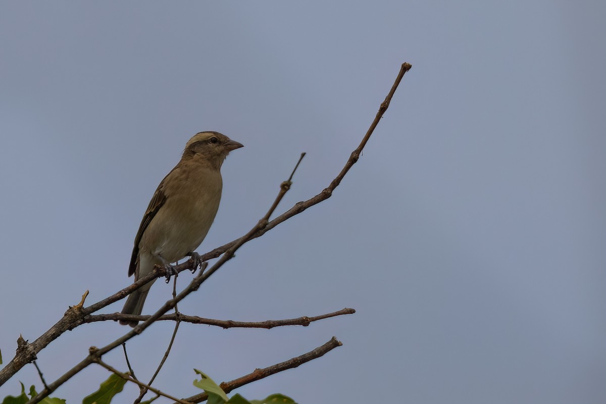 Yellow-throated Bush Sparrow - ML638849427