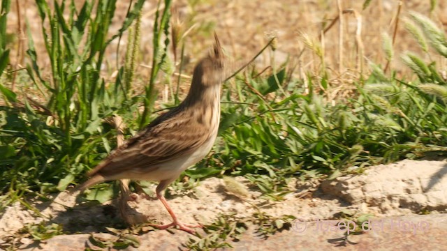 Crested Lark (Crested) - ML638849447