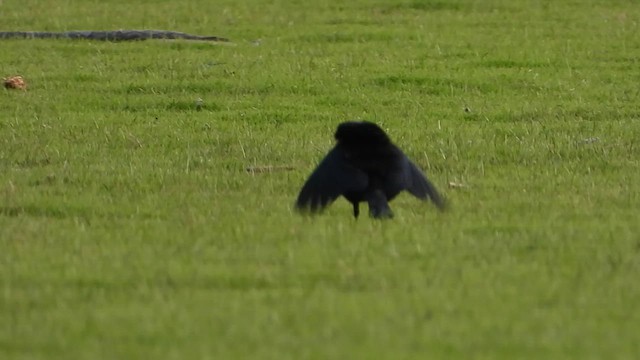 Bronzed Cowbird - ML638849547