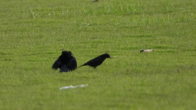 Bronzed Cowbird - ML638849548