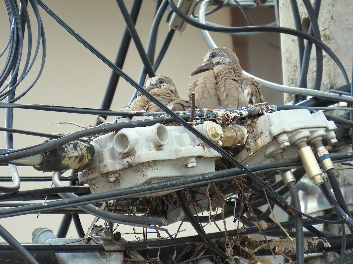 White-winged Dove - ML638849550