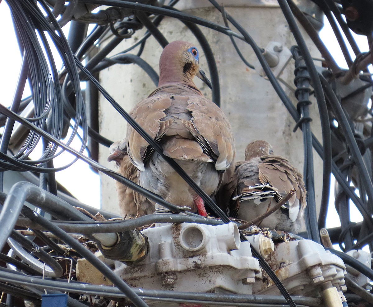 White-winged Dove - ML638849552