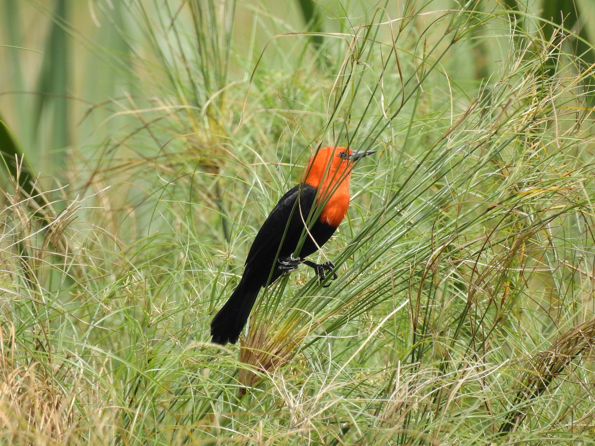 Scarlet-headed Blackbird - ML638849586