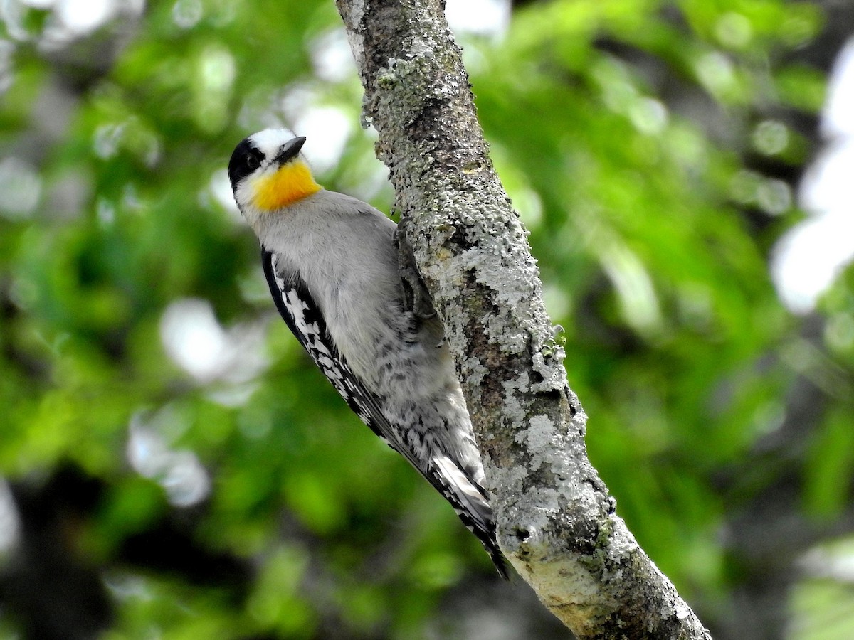 White-fronted Woodpecker - ML638849609