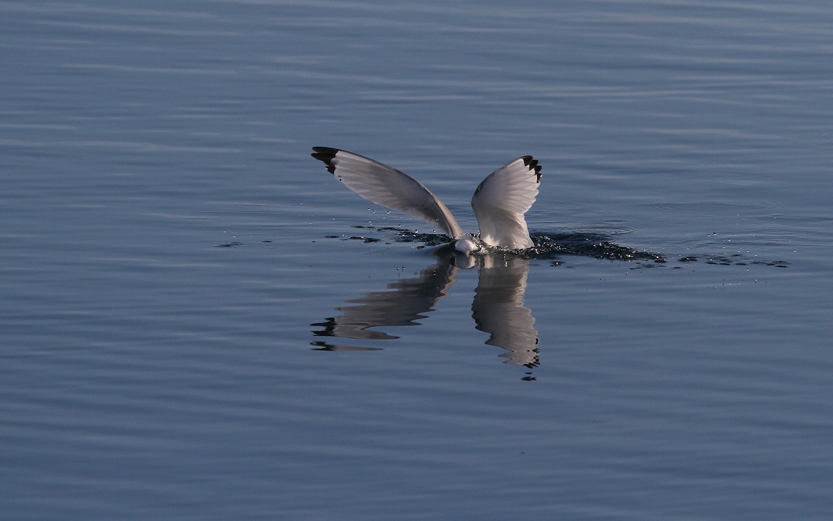 Mouette tridactyle (tridactyla) - ML63884961