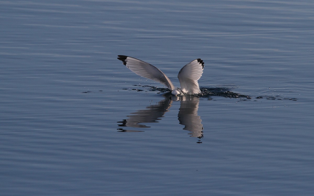 Black-legged Kittiwake (tridactyla) - ML63884961