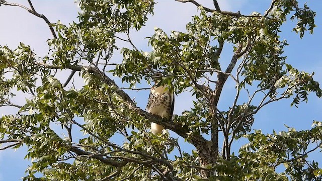 Red-tailed Hawk - ML638849617