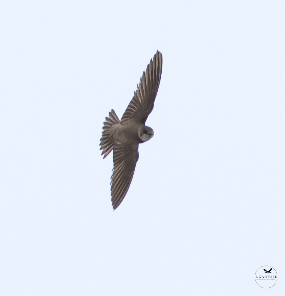 Bank Swallow - ML638849618