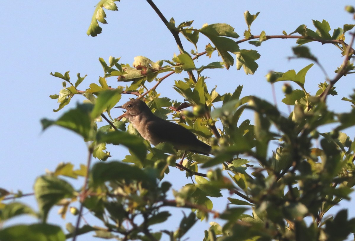 Garden Warbler - ML638849637