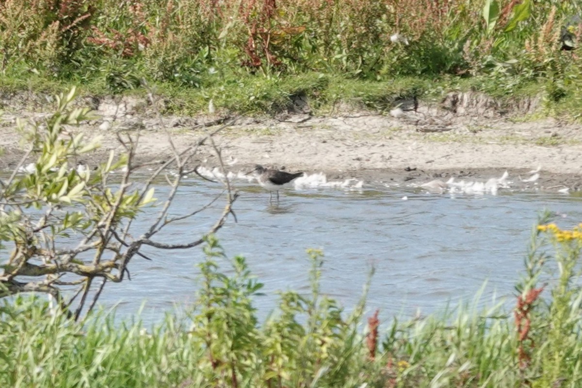 Green Sandpiper - ML638849666