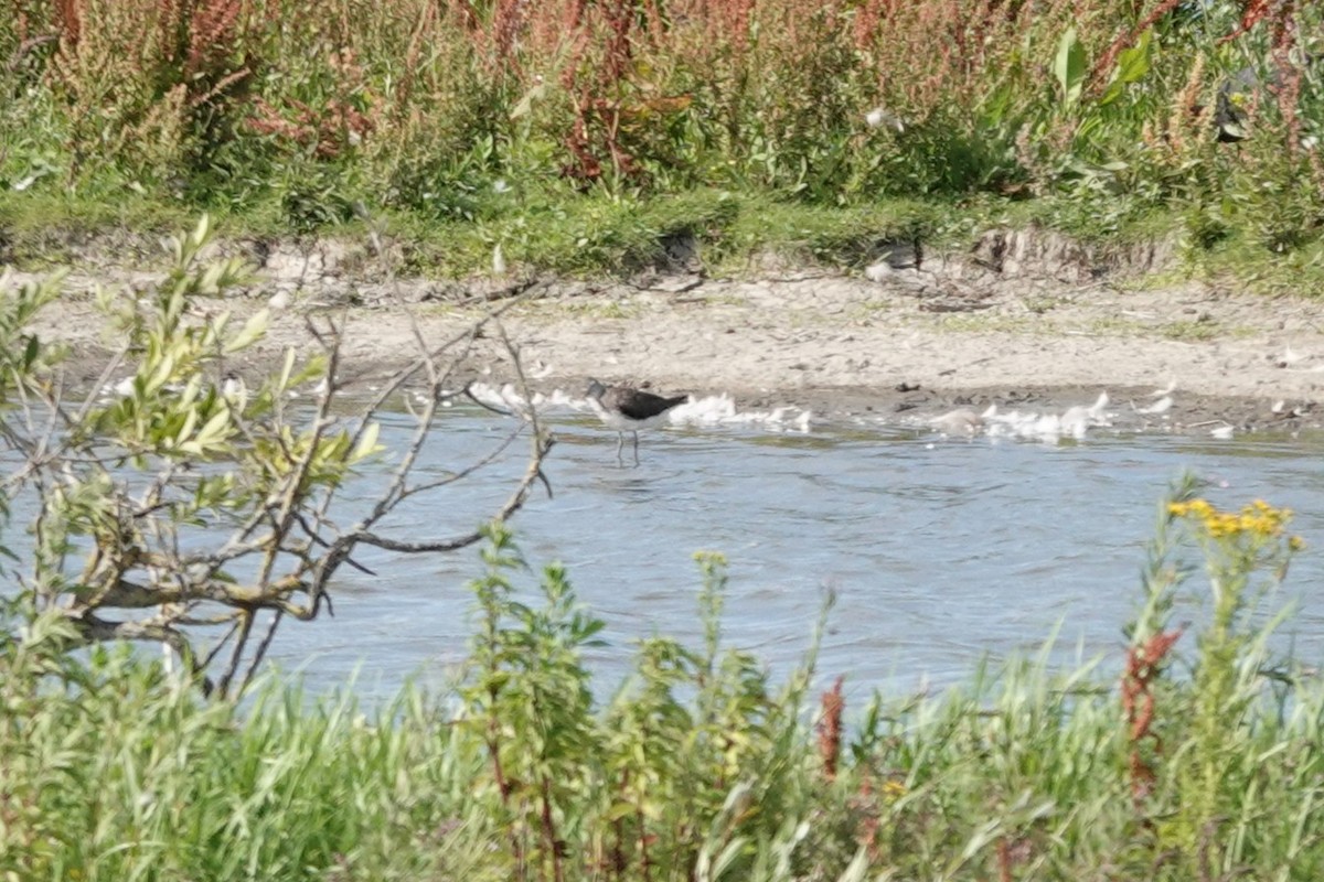 Green Sandpiper - ML638849667
