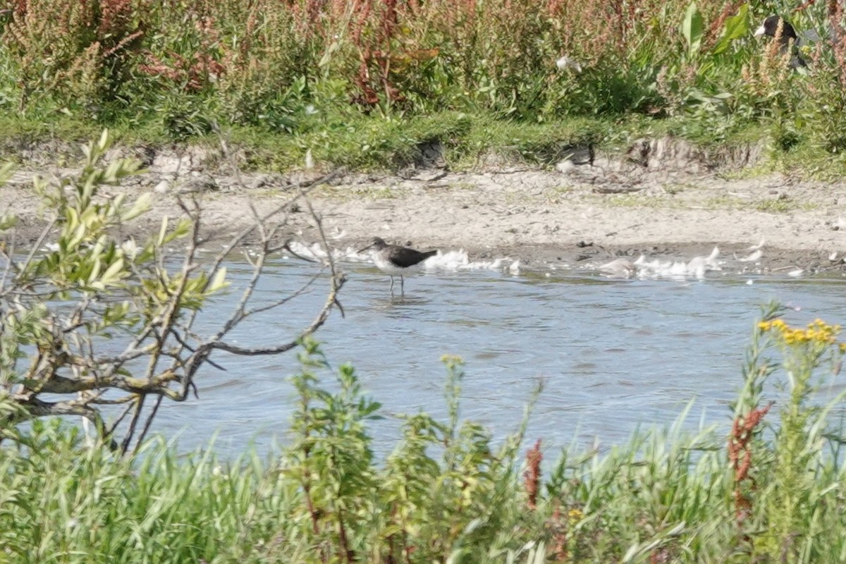 Green Sandpiper - ML638849668