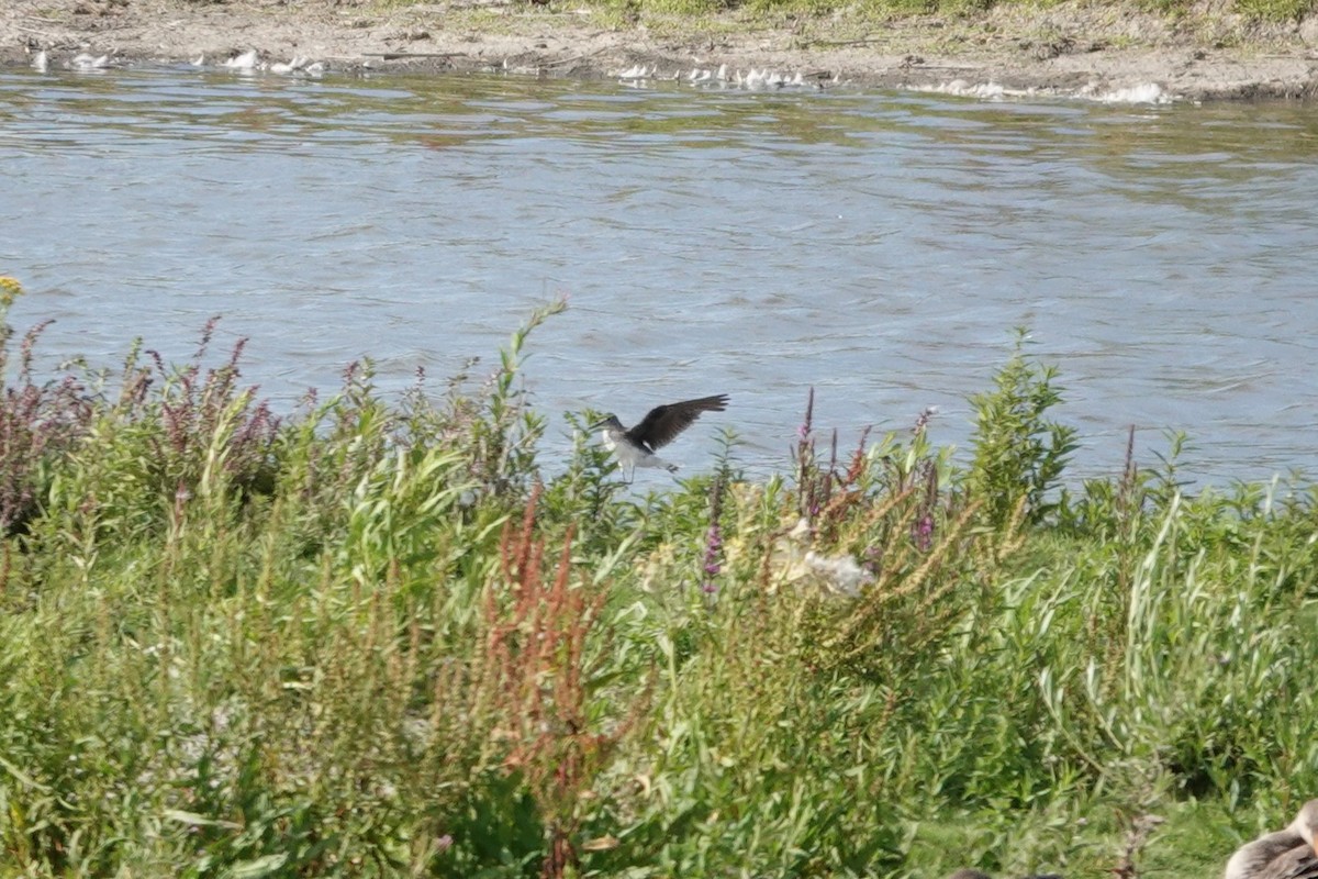 Green Sandpiper - ML638849669