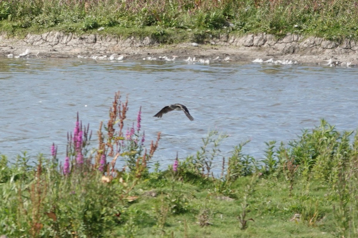 Green Sandpiper - ML638849671