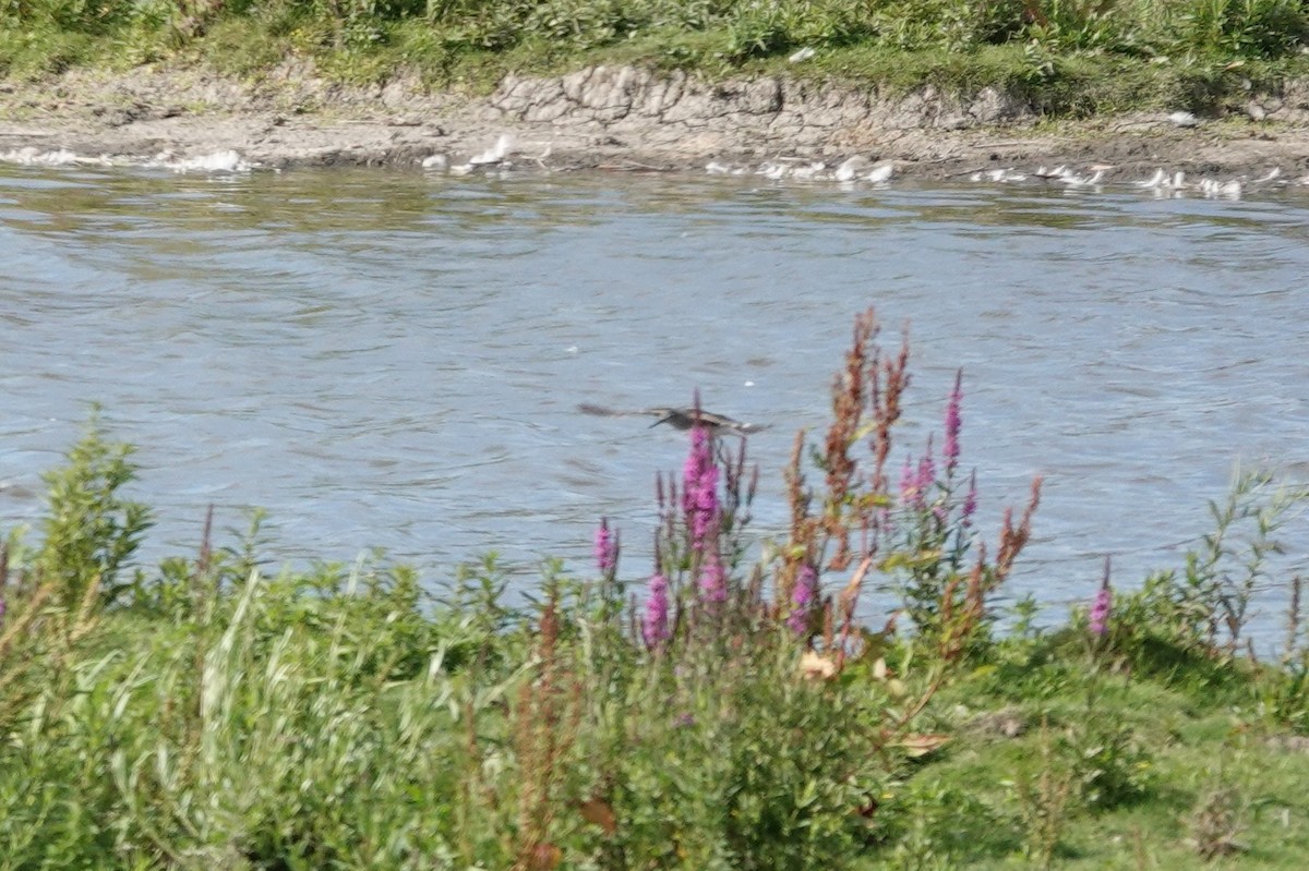 Green Sandpiper - ML638849672