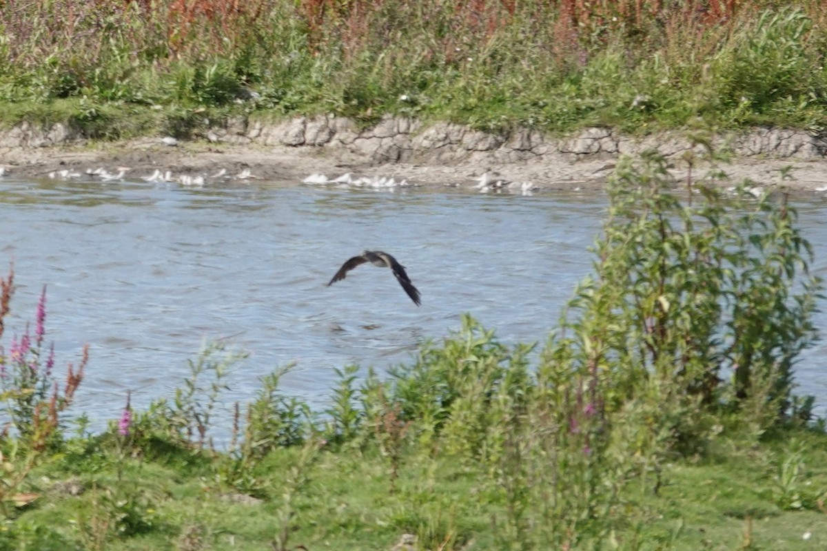 Green Sandpiper - ML638849673