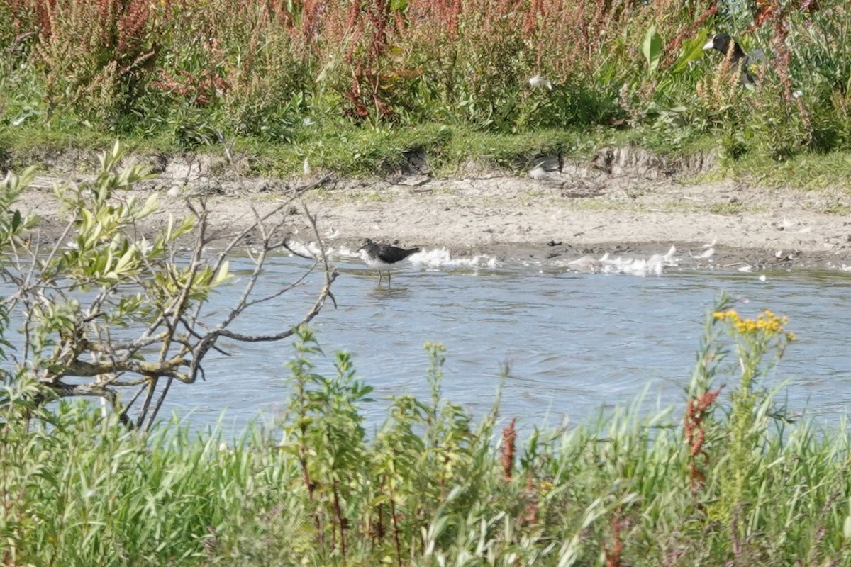 Green Sandpiper - ML638849674