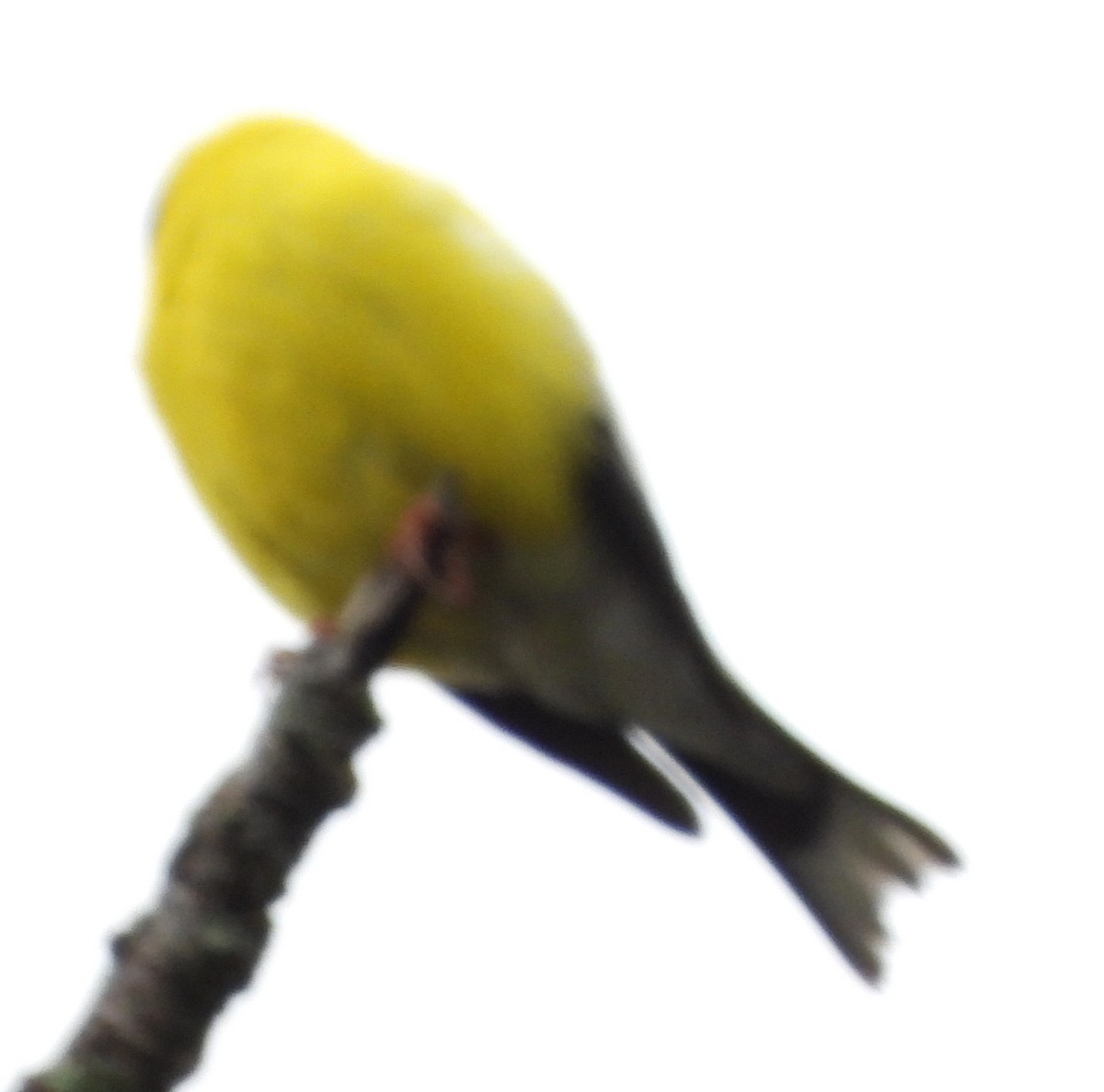 オウゴンヒワ - ML638849696
