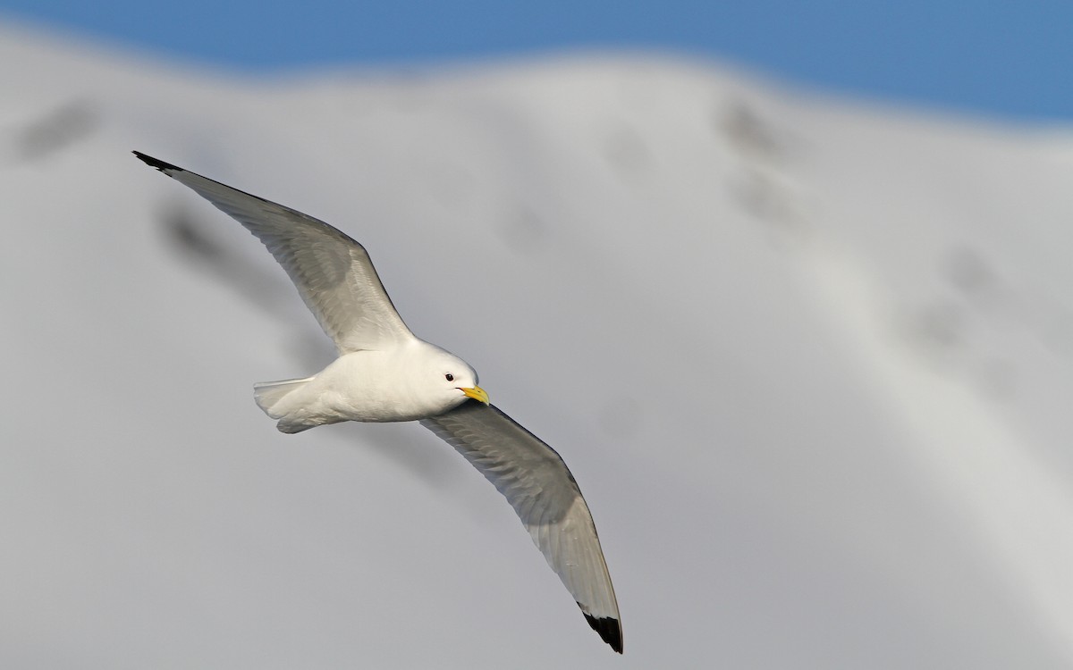 Black-legged Kittiwake (tridactyla) - ML63884971