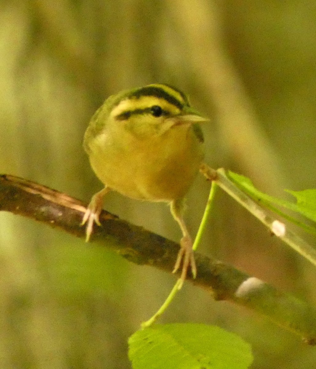 Worm-eating Warbler - ML638849744