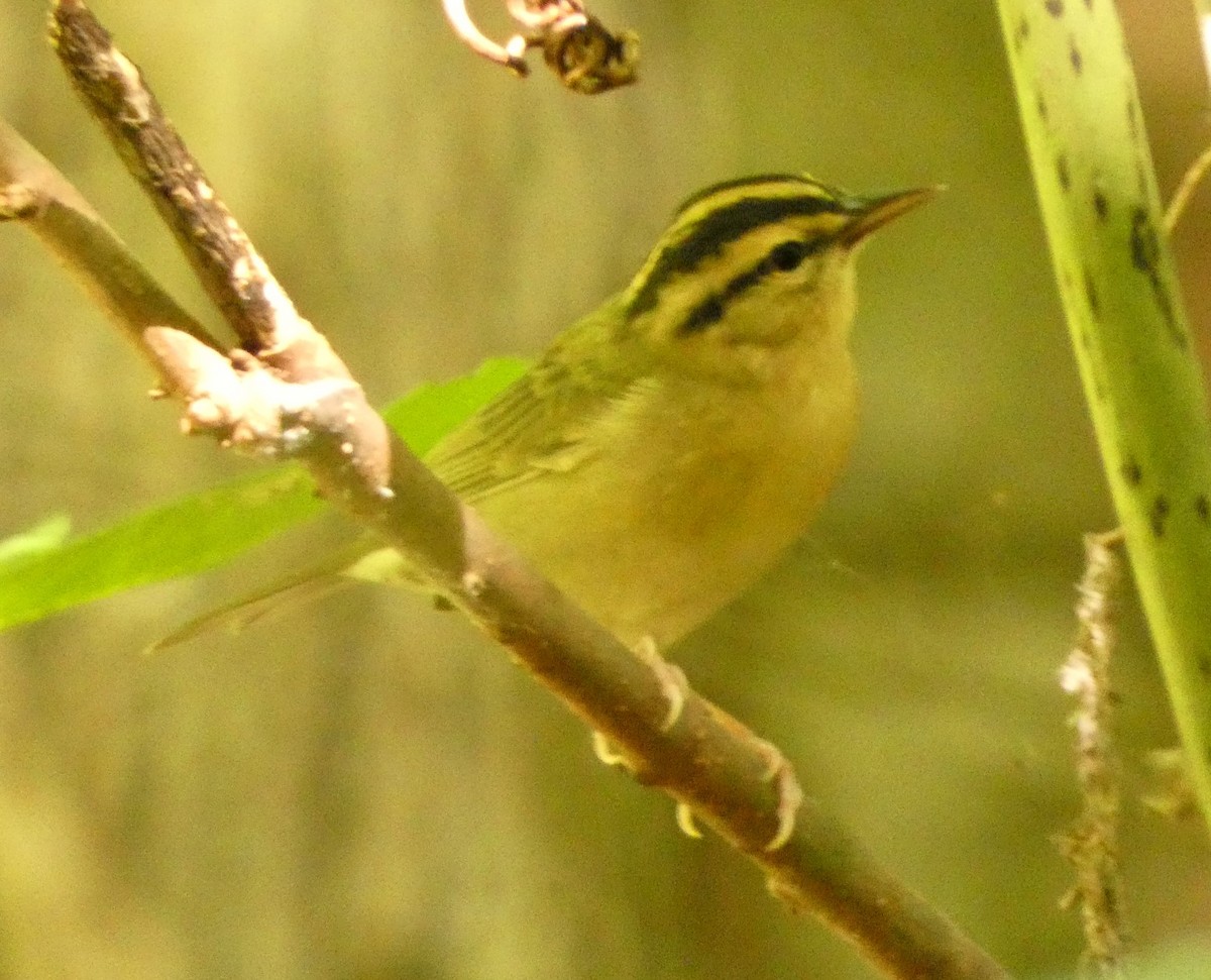 Worm-eating Warbler - ML638849745