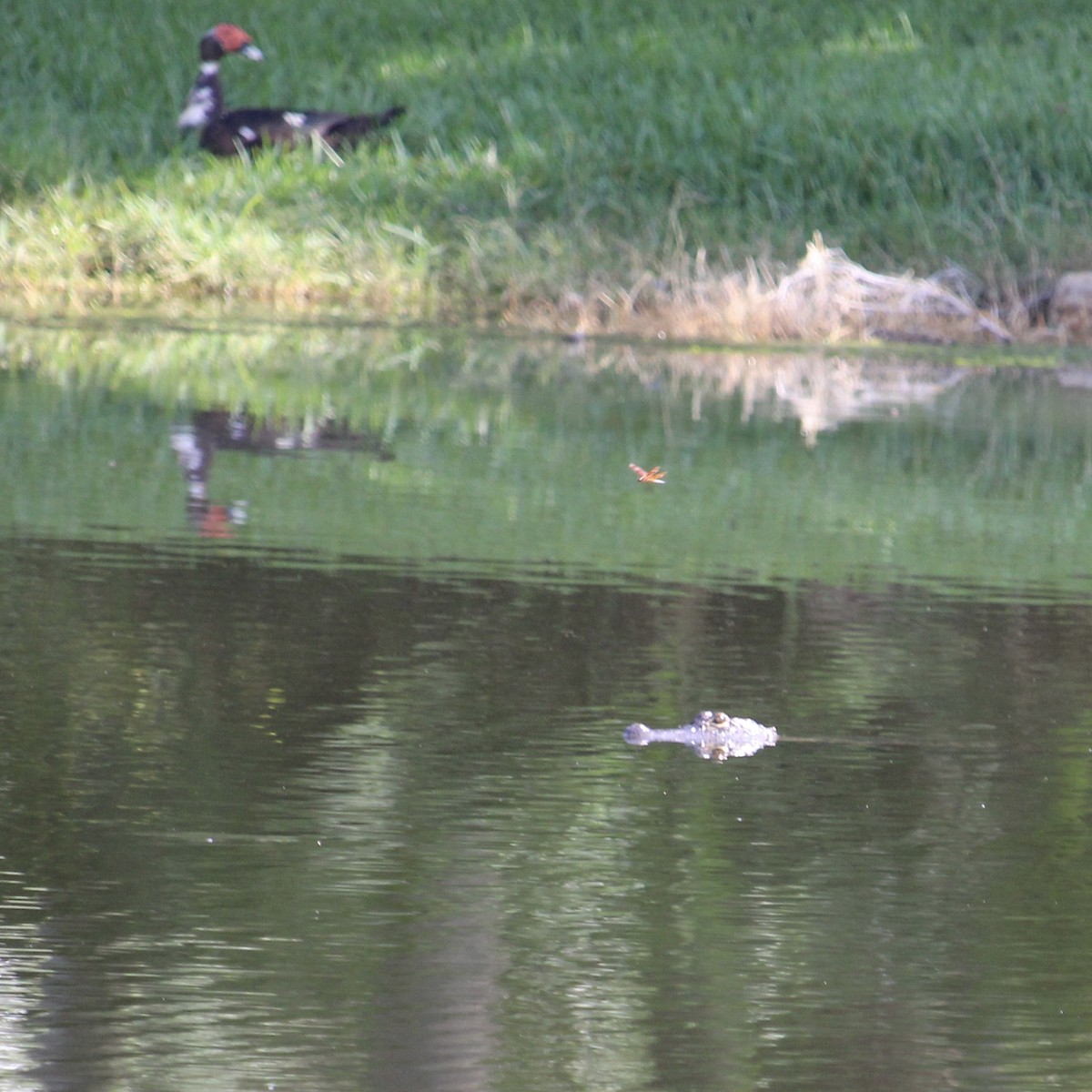 Muscovy Duck (Domestic type) - ML638849748
