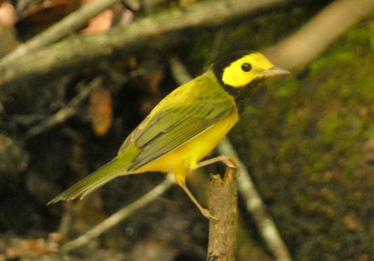Hooded Warbler - ML638849766