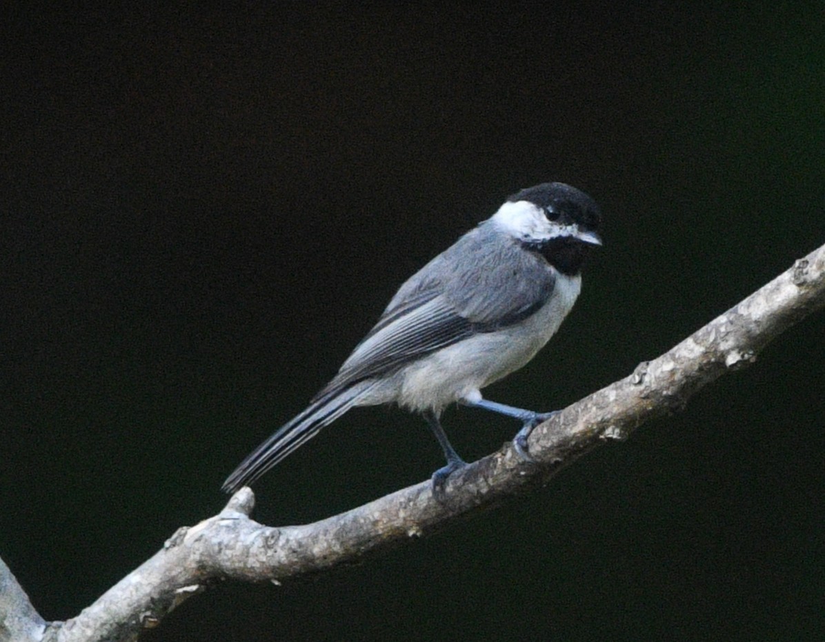 Carolina Chickadee - ML638849777