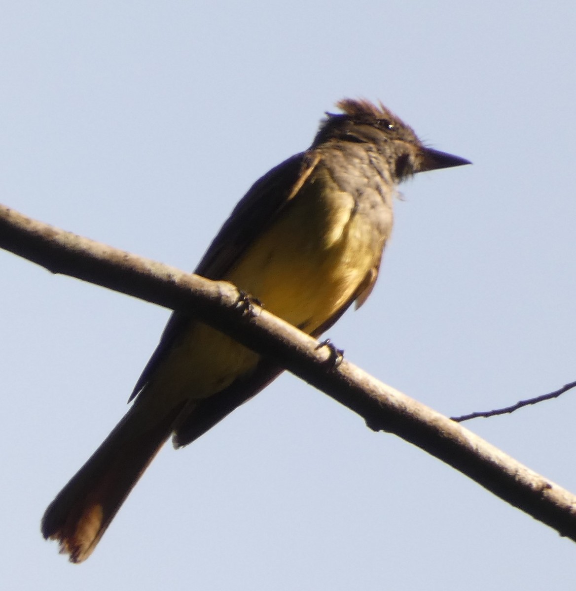 Great Crested Flycatcher - ML638849784