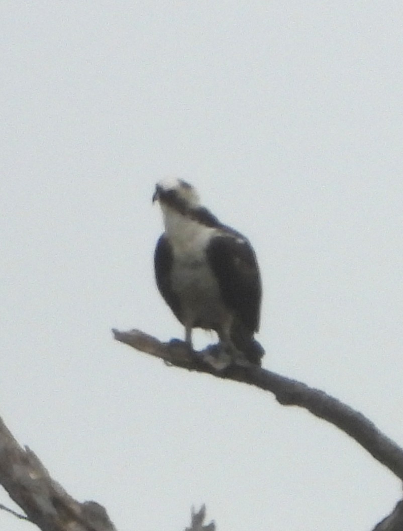 ミサゴ - ML638849829