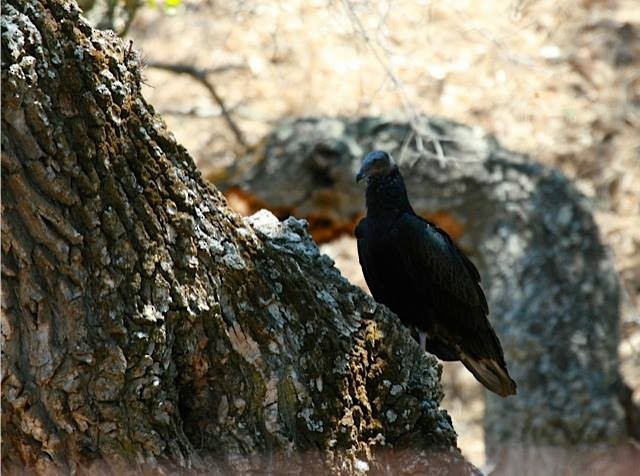 kondor krocanovitý - ML638849857