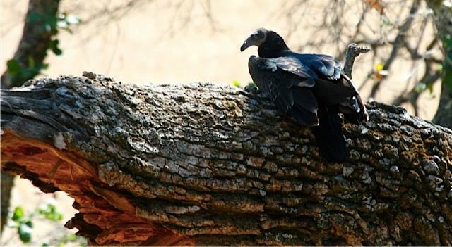 kondor krocanovitý - ML638849858