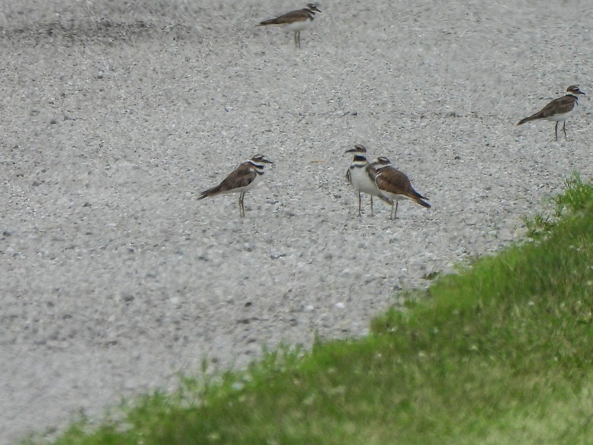 Killdeer - ML638849907
