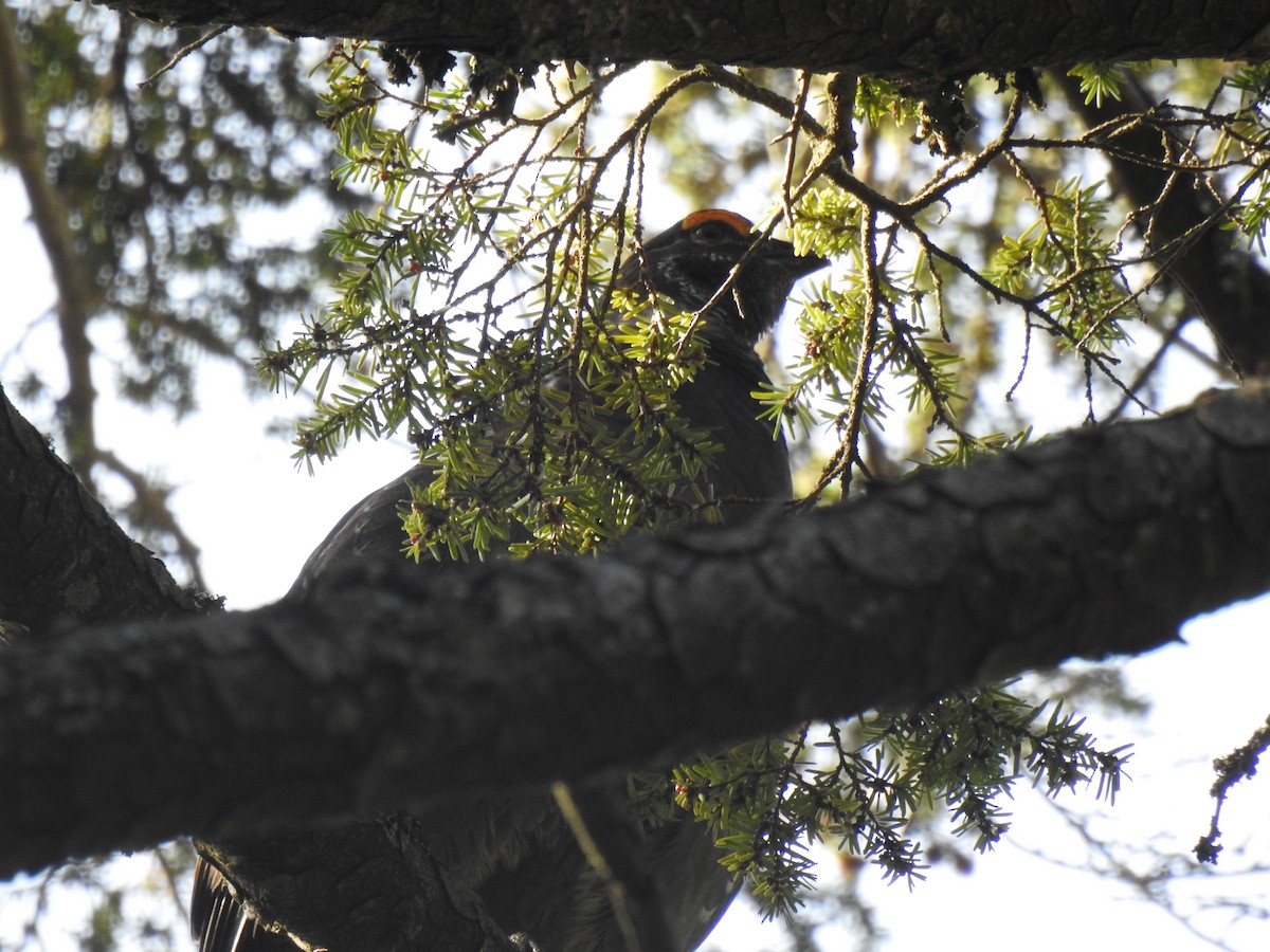 Sooty Grouse - ML638849908