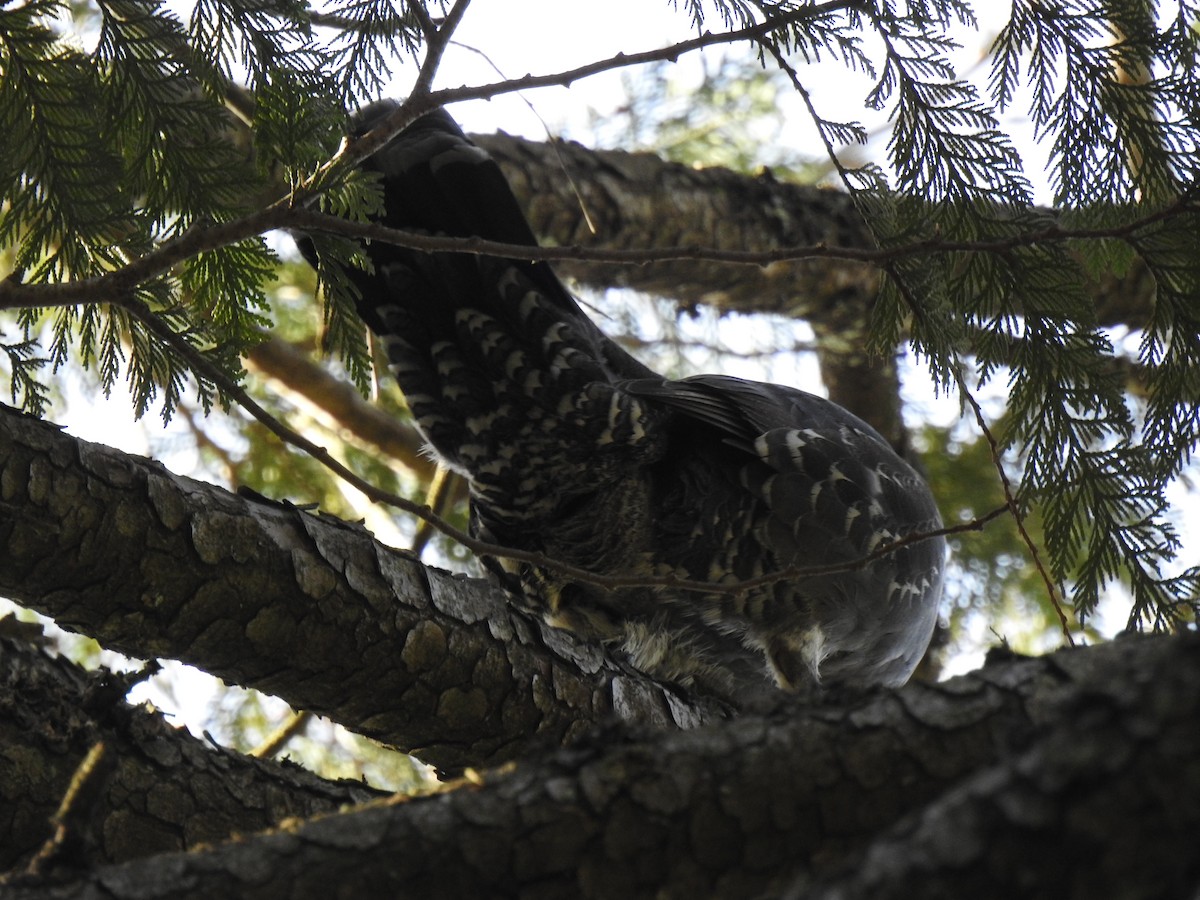 Sooty Grouse - ML638849933